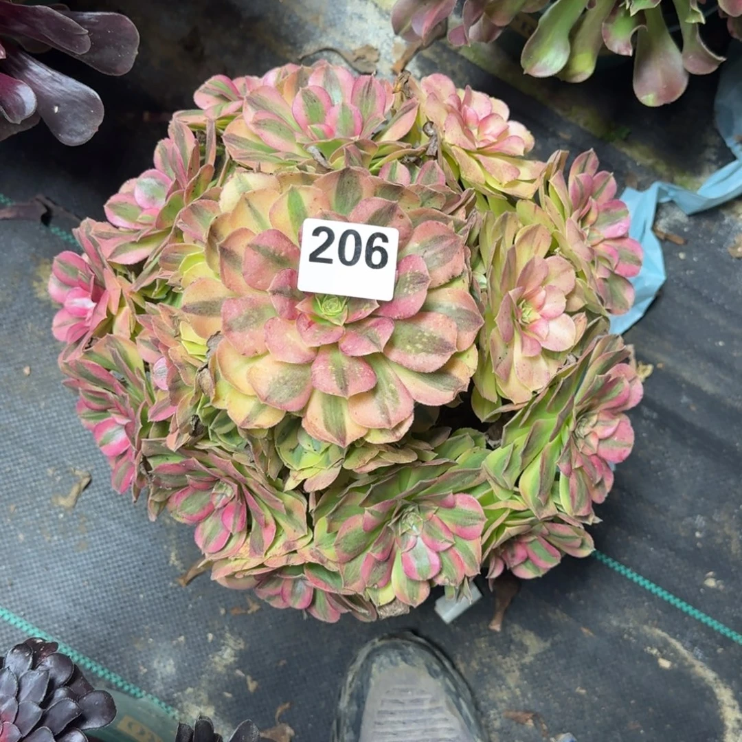 大雨河炖肉植物老庄206