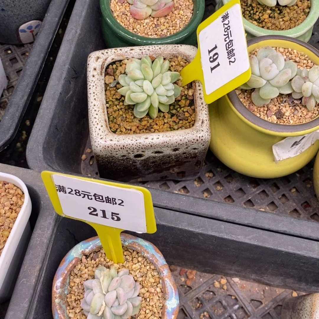 奥****?2191.2215冰玉朵朵多肉植物