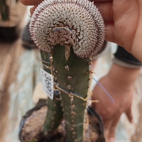 3699直刺佩雷缀化仙人球