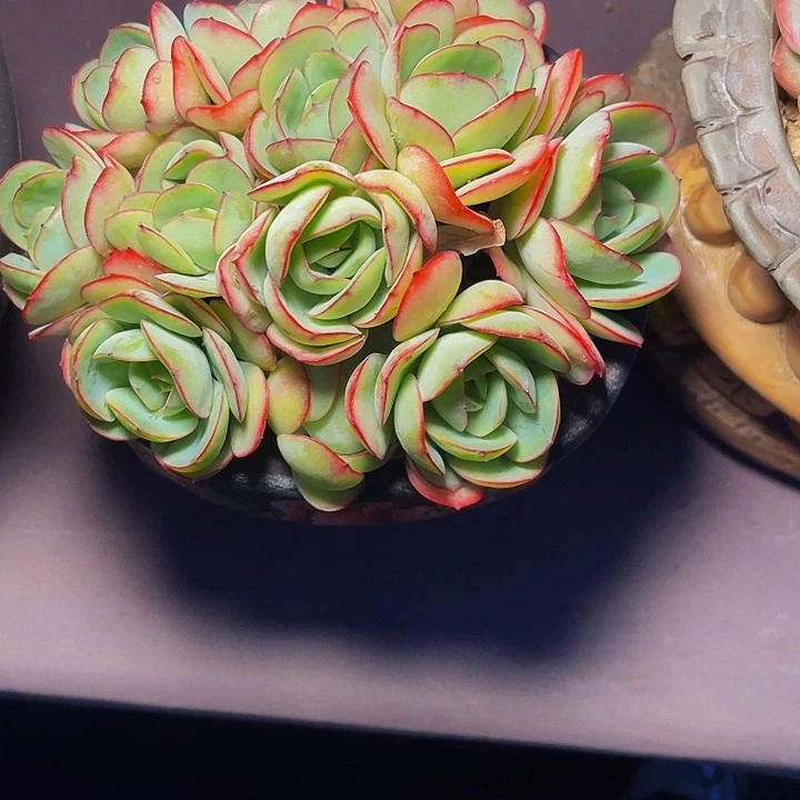 梅***子多肉植物多肉牡丹亭