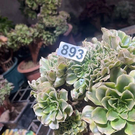 H***Y多肉植物一个绿豆沙893