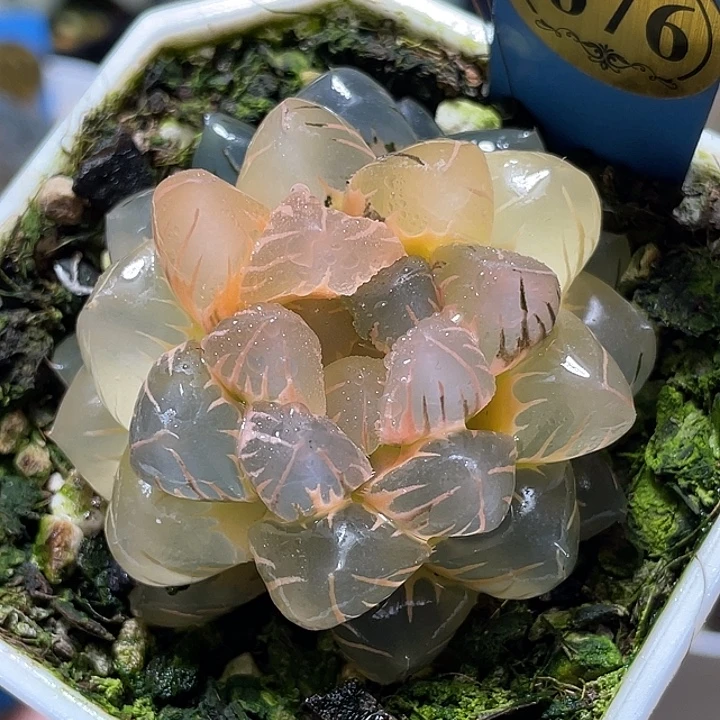 676糊斑水中月锦母本级别