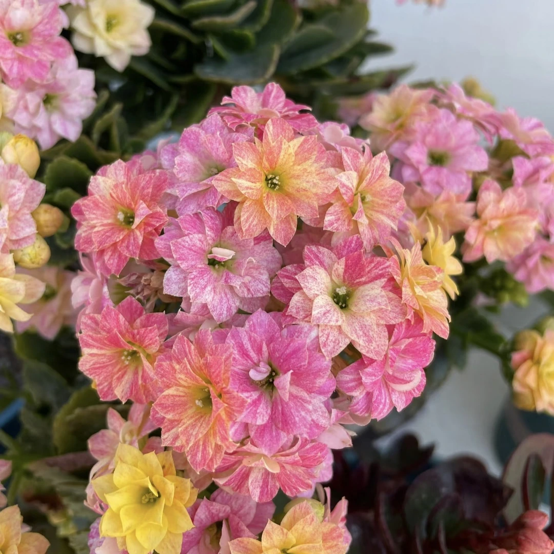 〖彩虹糖〗110盆长寿花
