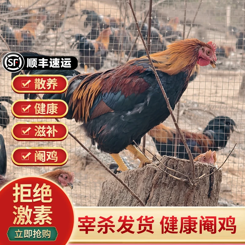 240天正宗山林散养大公鸡扇鸡阉鸡孕妇月子滋补生鲜公鸡土鸡