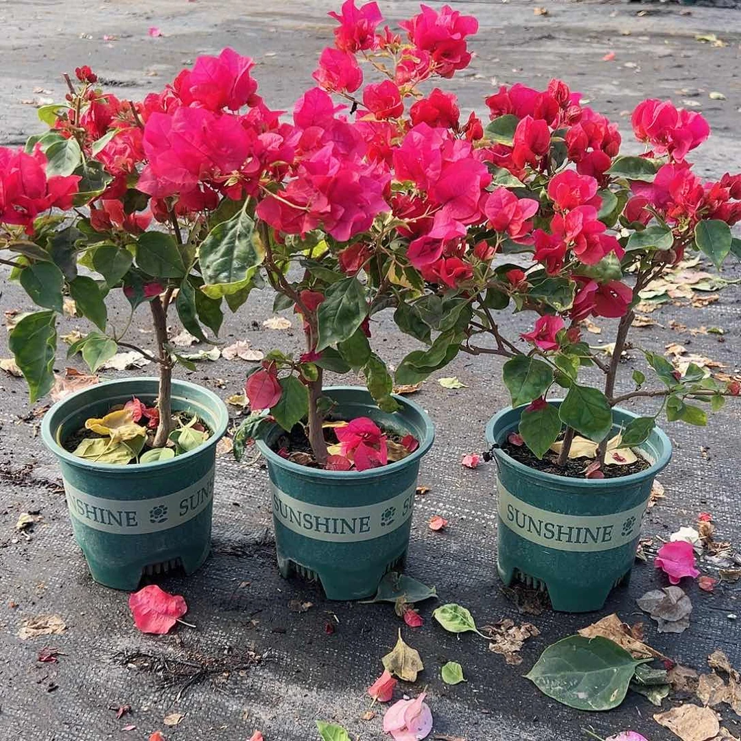 大部分花苞少量开放香港丽人掌中宝一颗