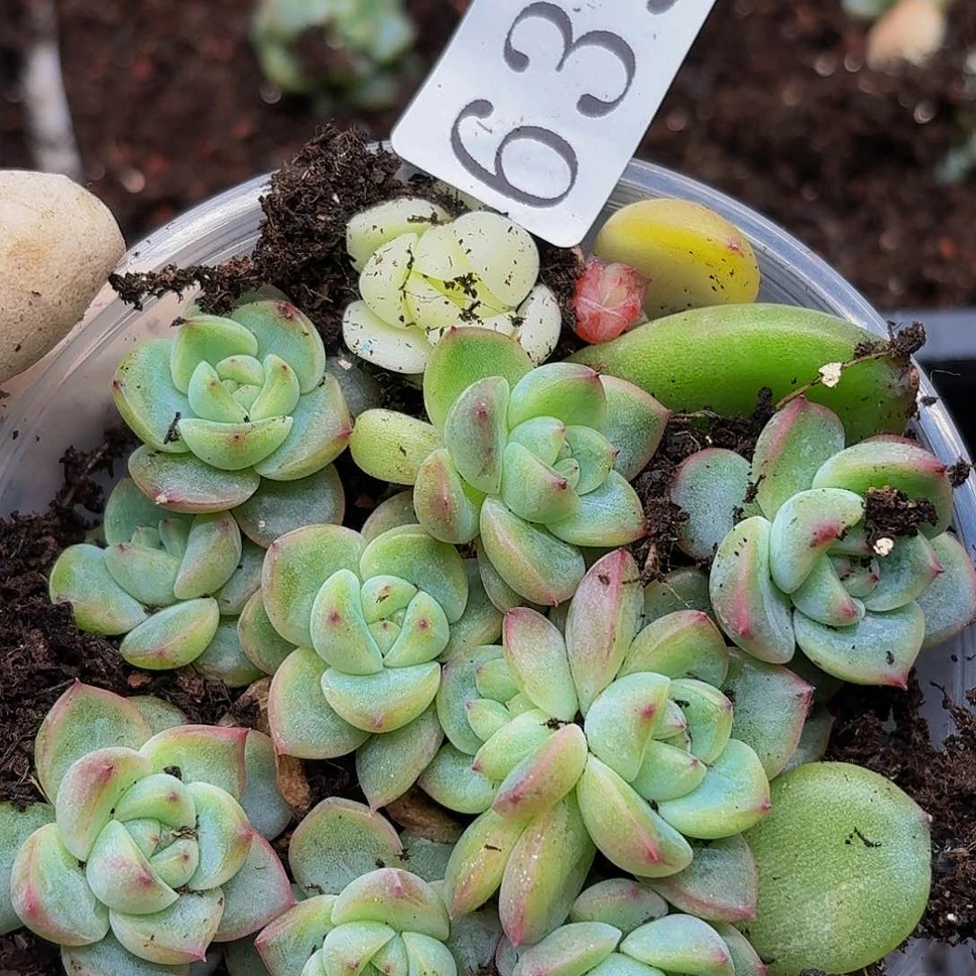 多肉植物多肉植物639