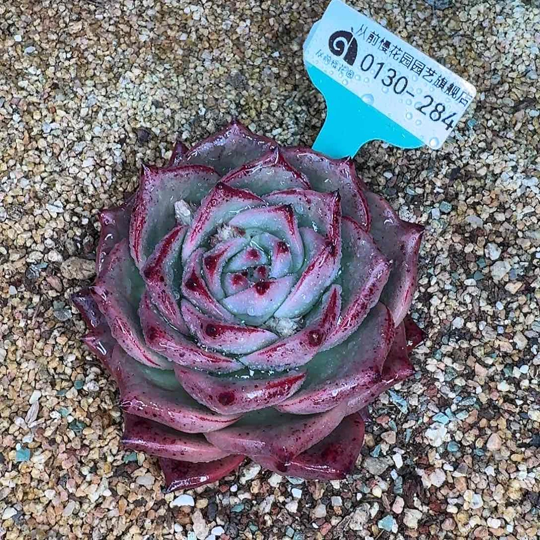 从前慢花园多肉0130-284