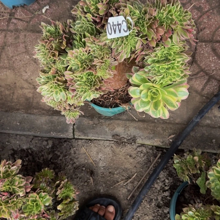 香妃花30-40包邮花花