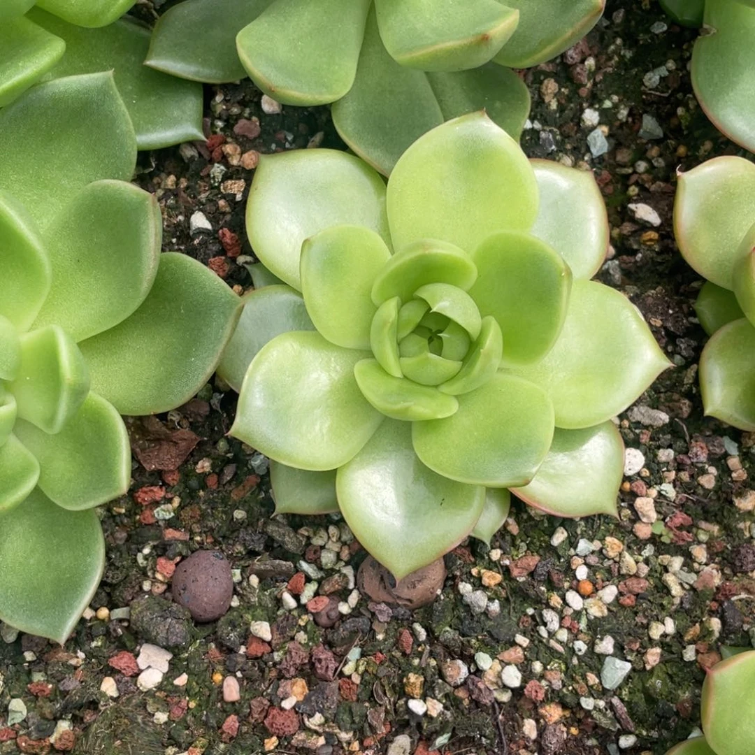 多肉植物多肉植物1115
