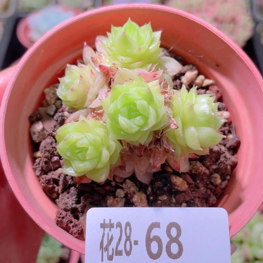花利美28-68麦秆群