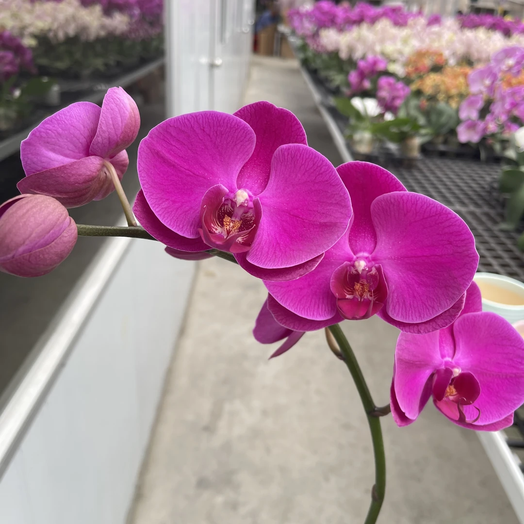 05【红宝石】精美蝴蝶兰花卉佛山基地批发直播次日达（红玛瑙）