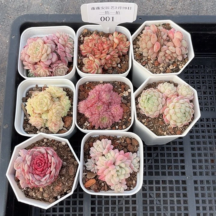 薇薇安园艺多肉001