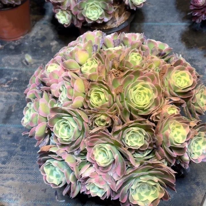 白凤多肉多肉多肉29