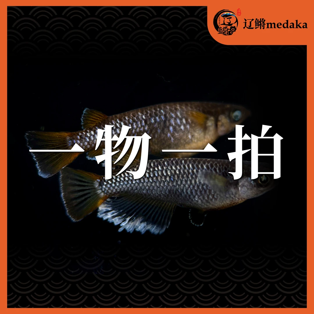 2辽鳉观背青鳉直播一物一拍