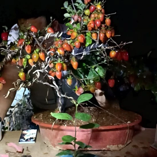 无花朵嫁接老鸦柿919