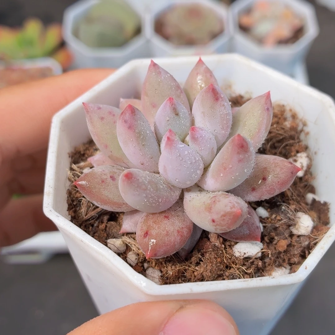 所罗门多肉9.9包邮发货