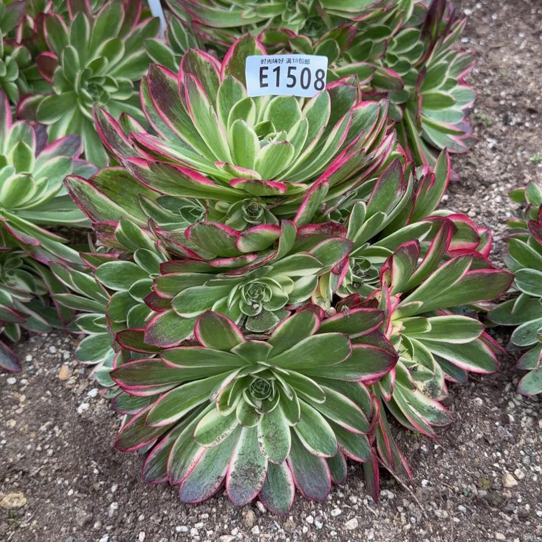 1508海王。多肉植物