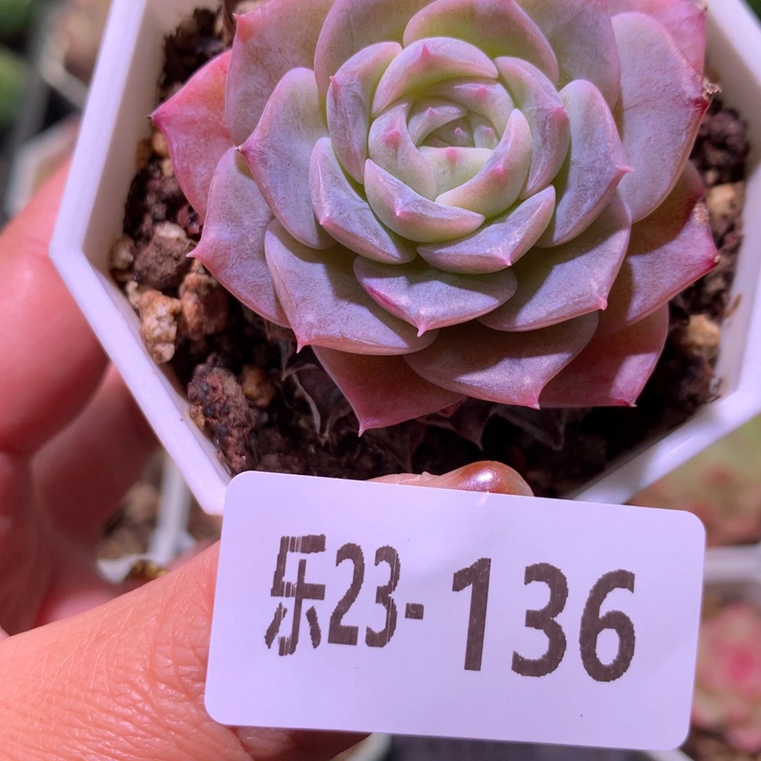 乐然23-136 纯爱单头