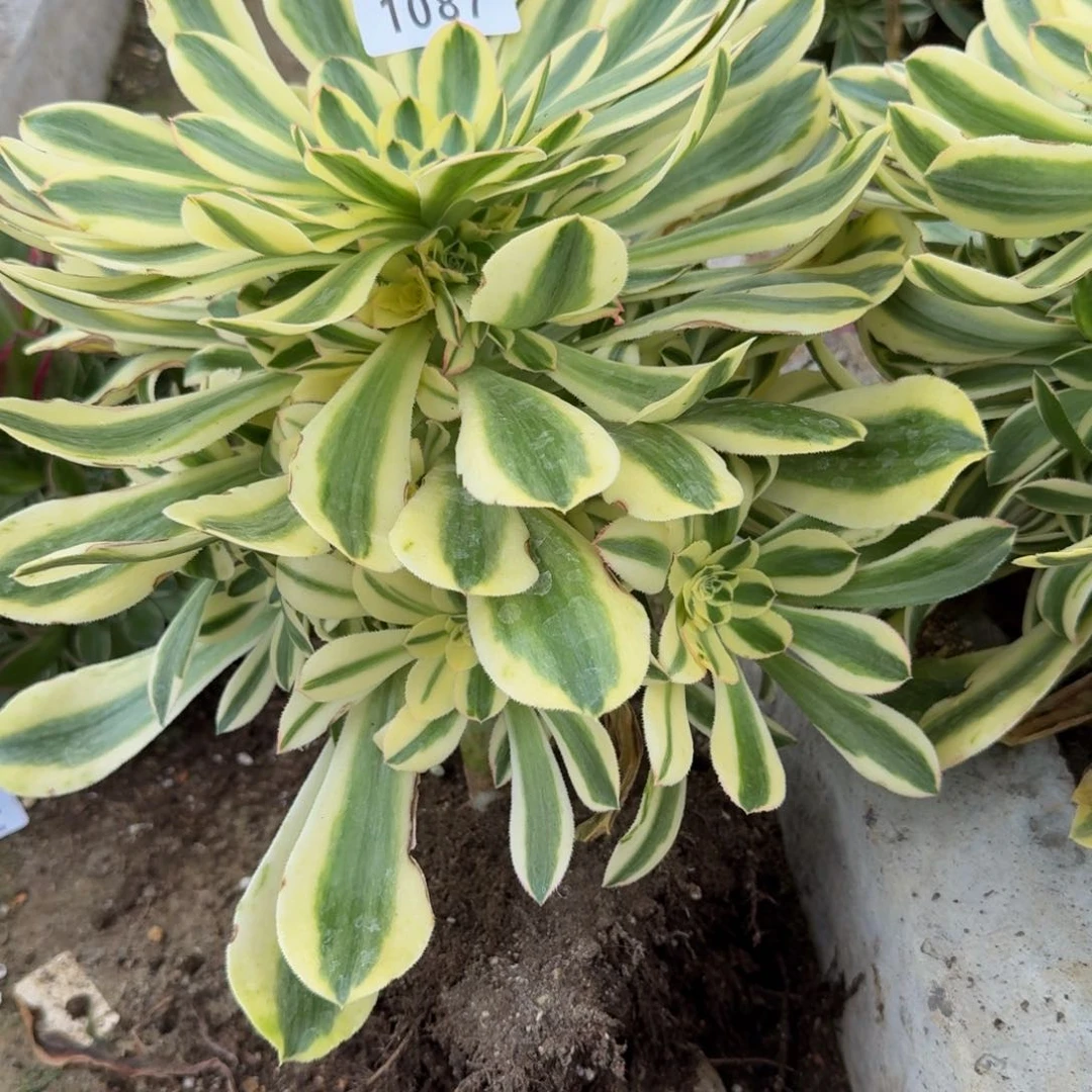 1087保时捷。多肉植物