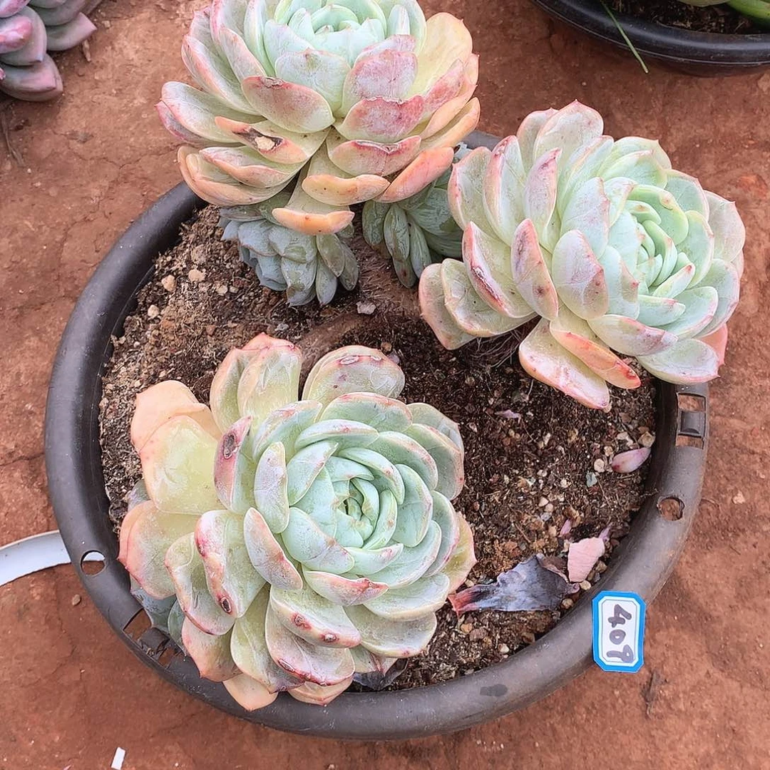 409老林 一物一拍多肉