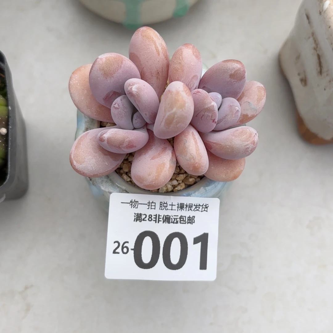粉兔老桩多肉多肉多肉