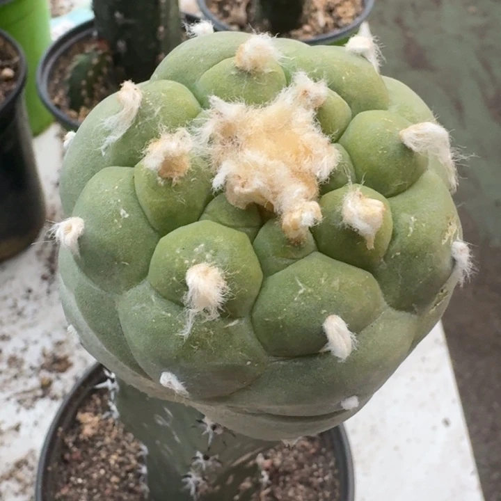 捡漏特价精品园优仙人球
