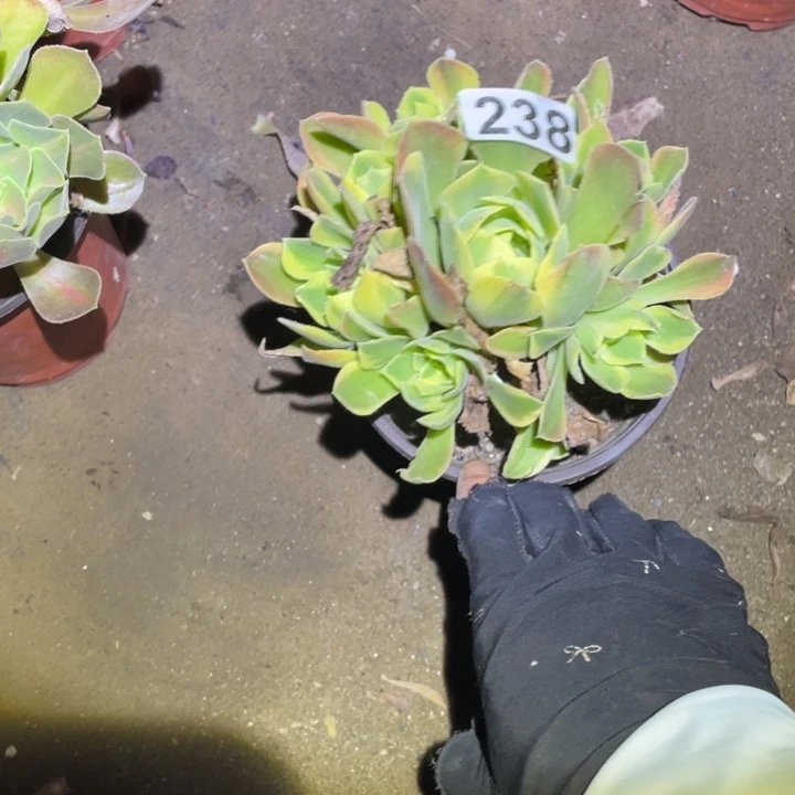 10厘米左右青蒙238