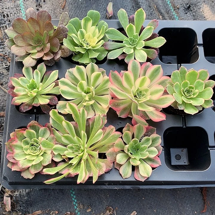 933十棵多肉植物