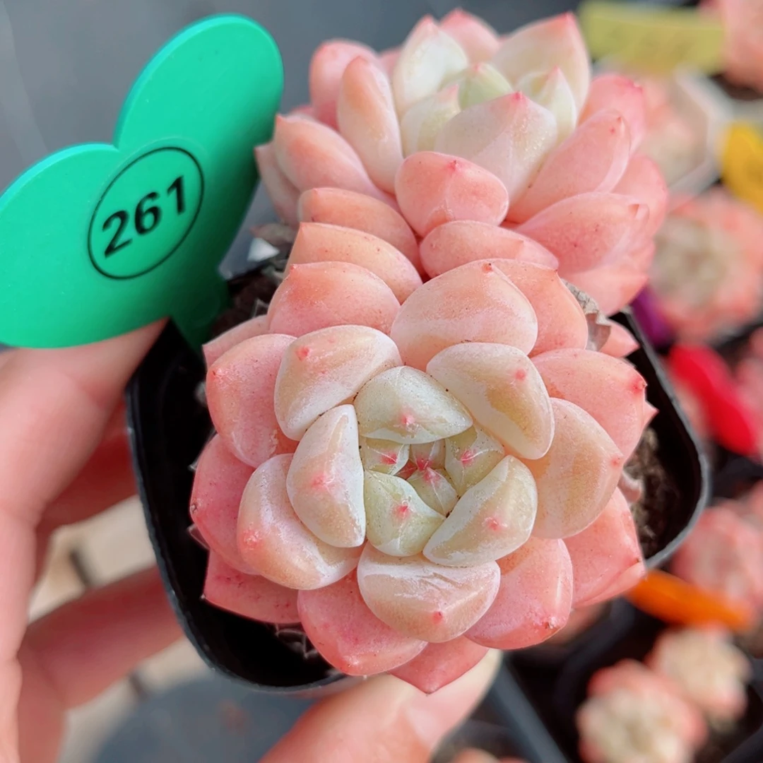 261号小老桩糖心双头