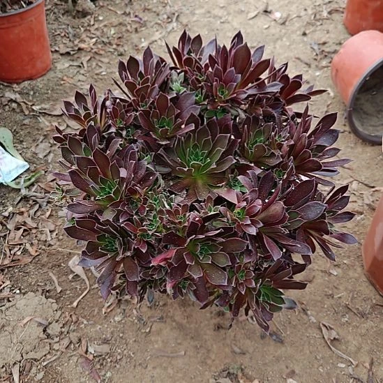 凤凰法师加急发货11