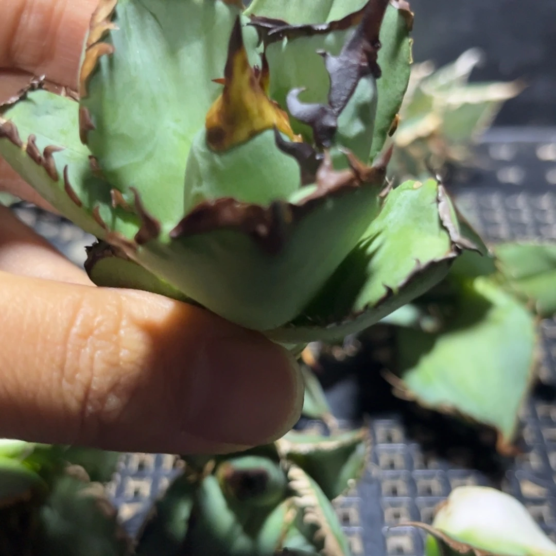 @***鸿龙舌兰 仁王冠 芽子