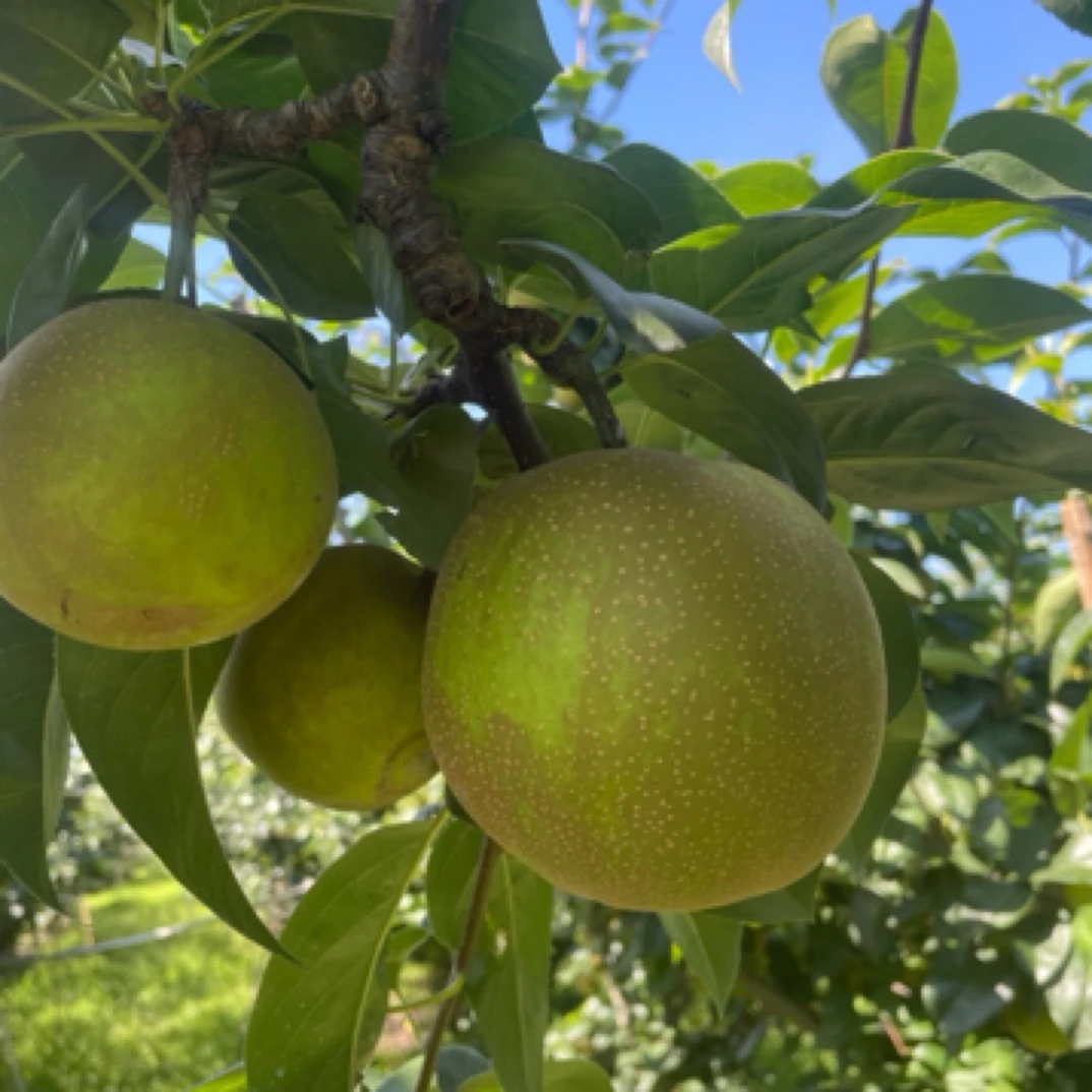 庄行蜜梨，鲜、嫩、脆、甜
