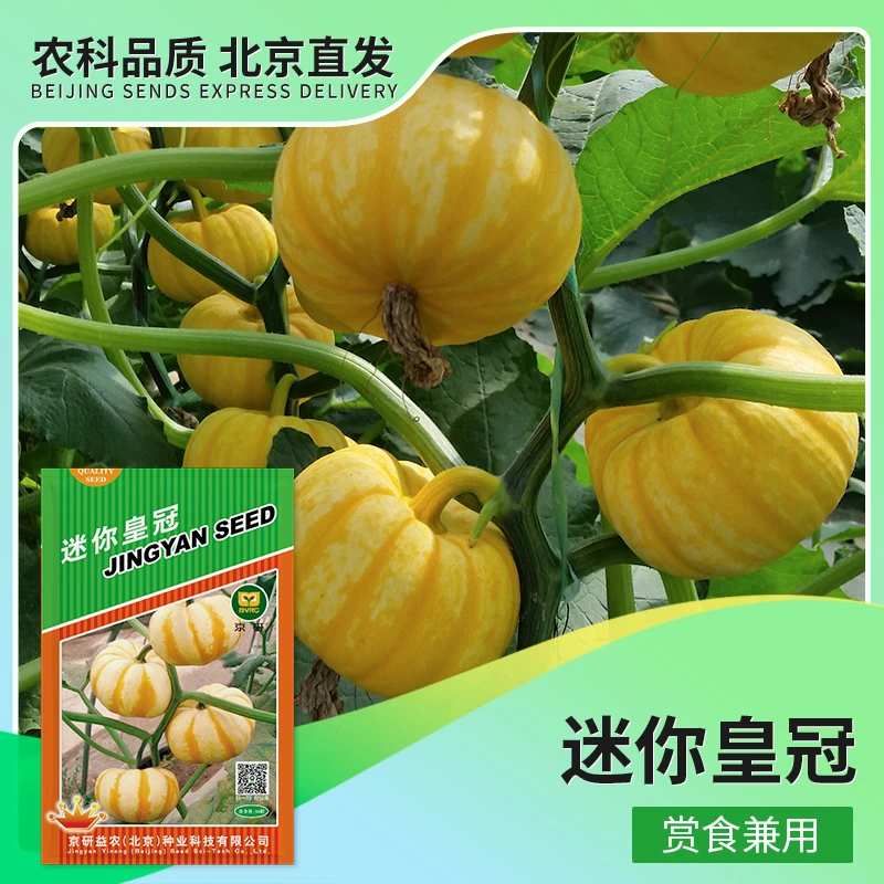 京研【农科院】南瓜种子小贝贝南瓜丰收季南瓜贵妃南瓜金南瓜黄南瓜