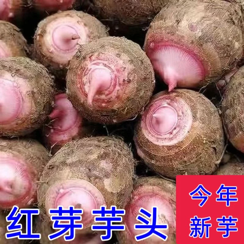 云南新鲜现挖红芽芋艿软糯香甜小芋头香芋