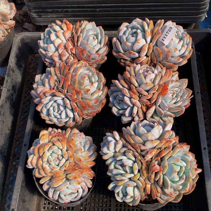 111725六个嗯嗯嗯嗯嗯嗯嗯嗯好