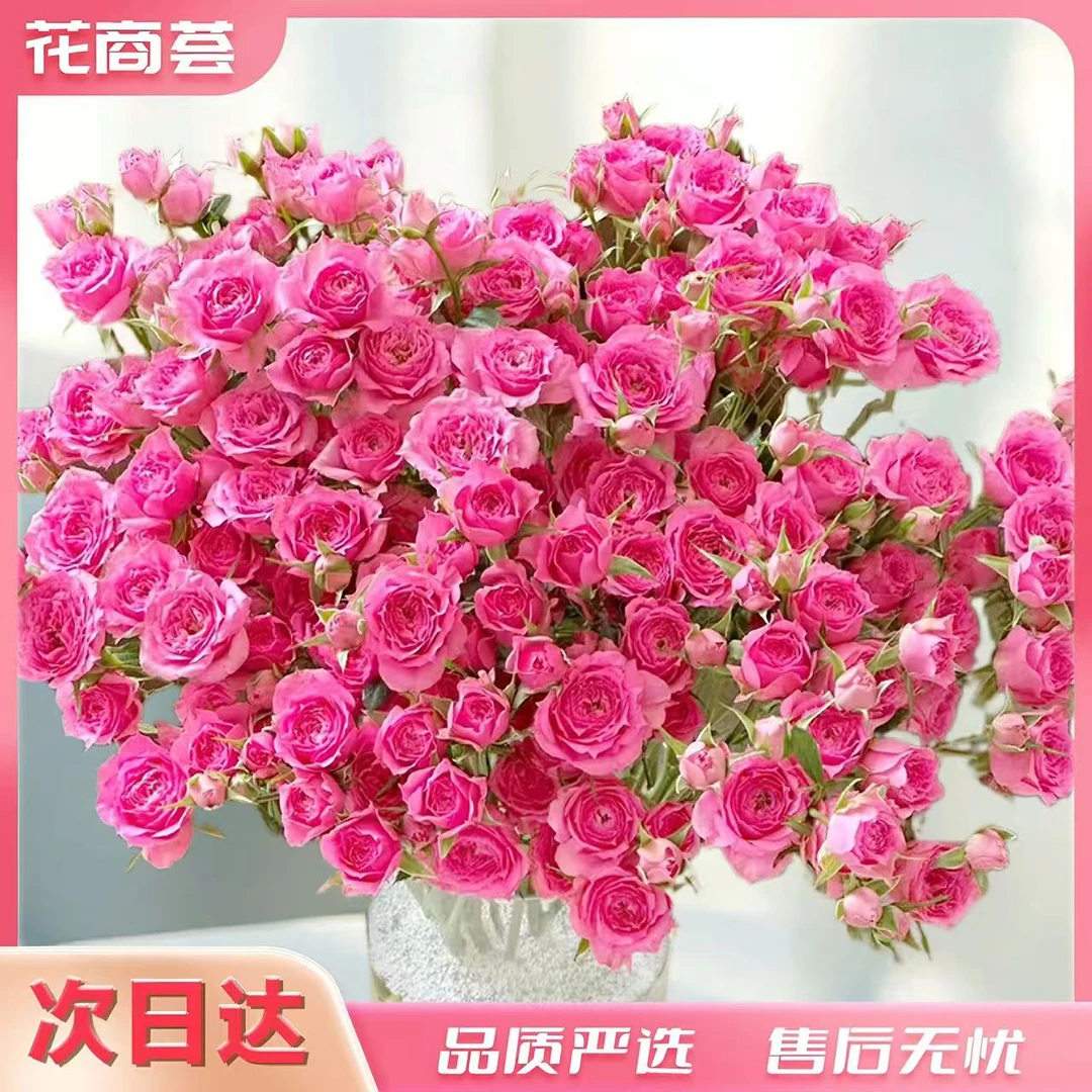 【京津冀顺丰次日达】苏菲宝贝-多头玫瑰5枝