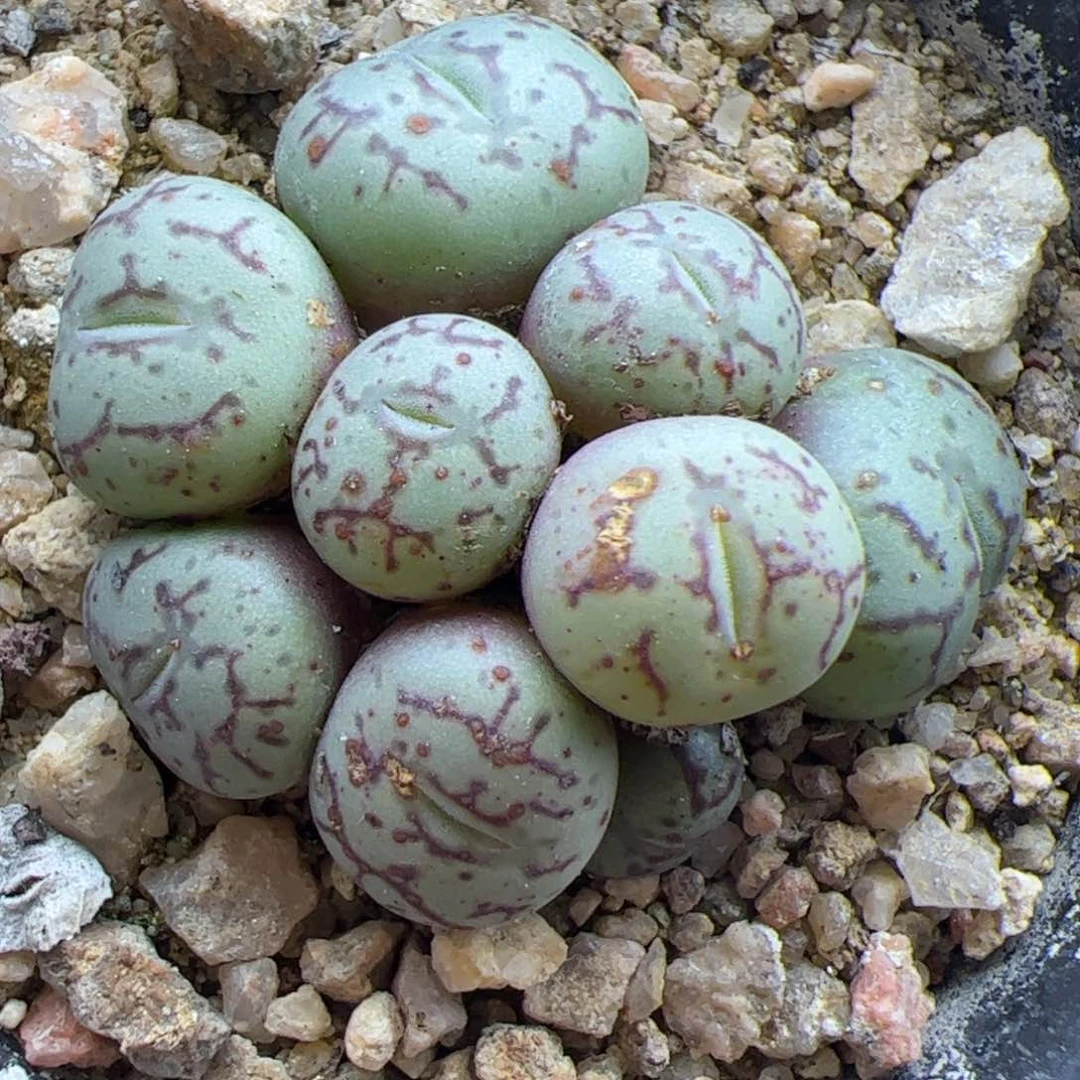 大家过年好22966