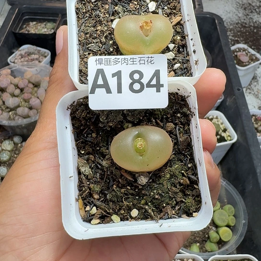 184多肉植物多肉植物