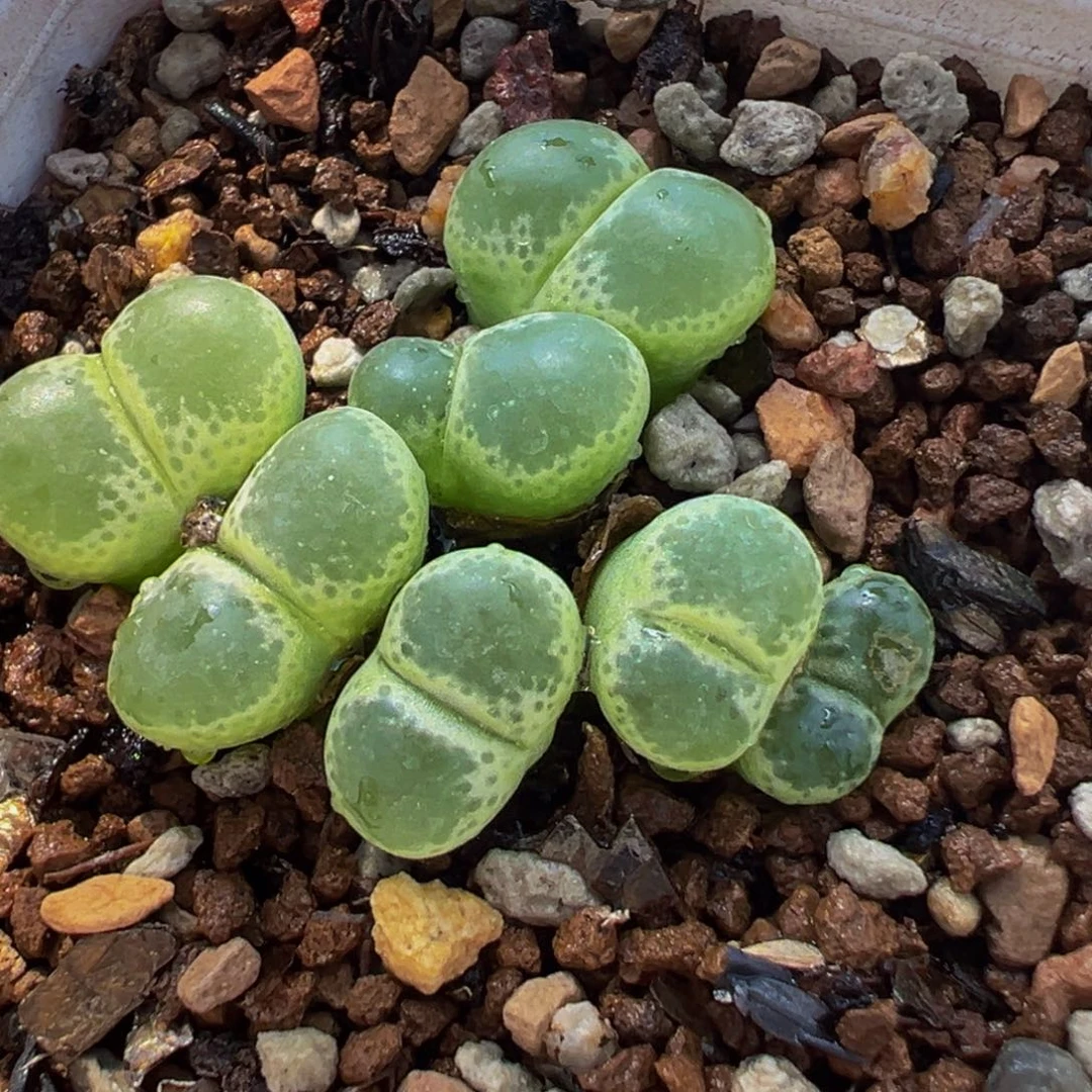 175多肉植物种类多样