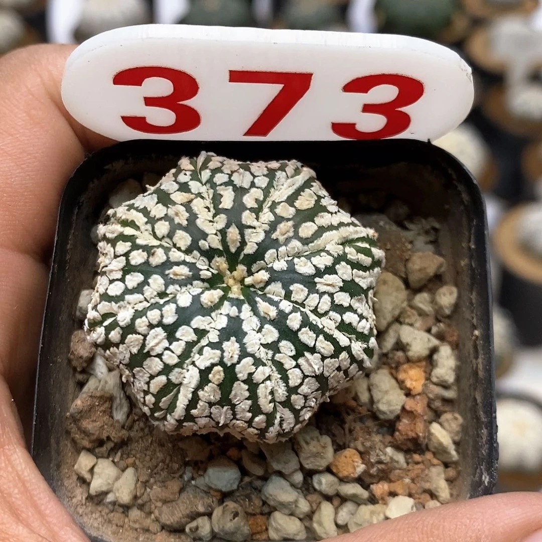 373福利特价福利特价咯