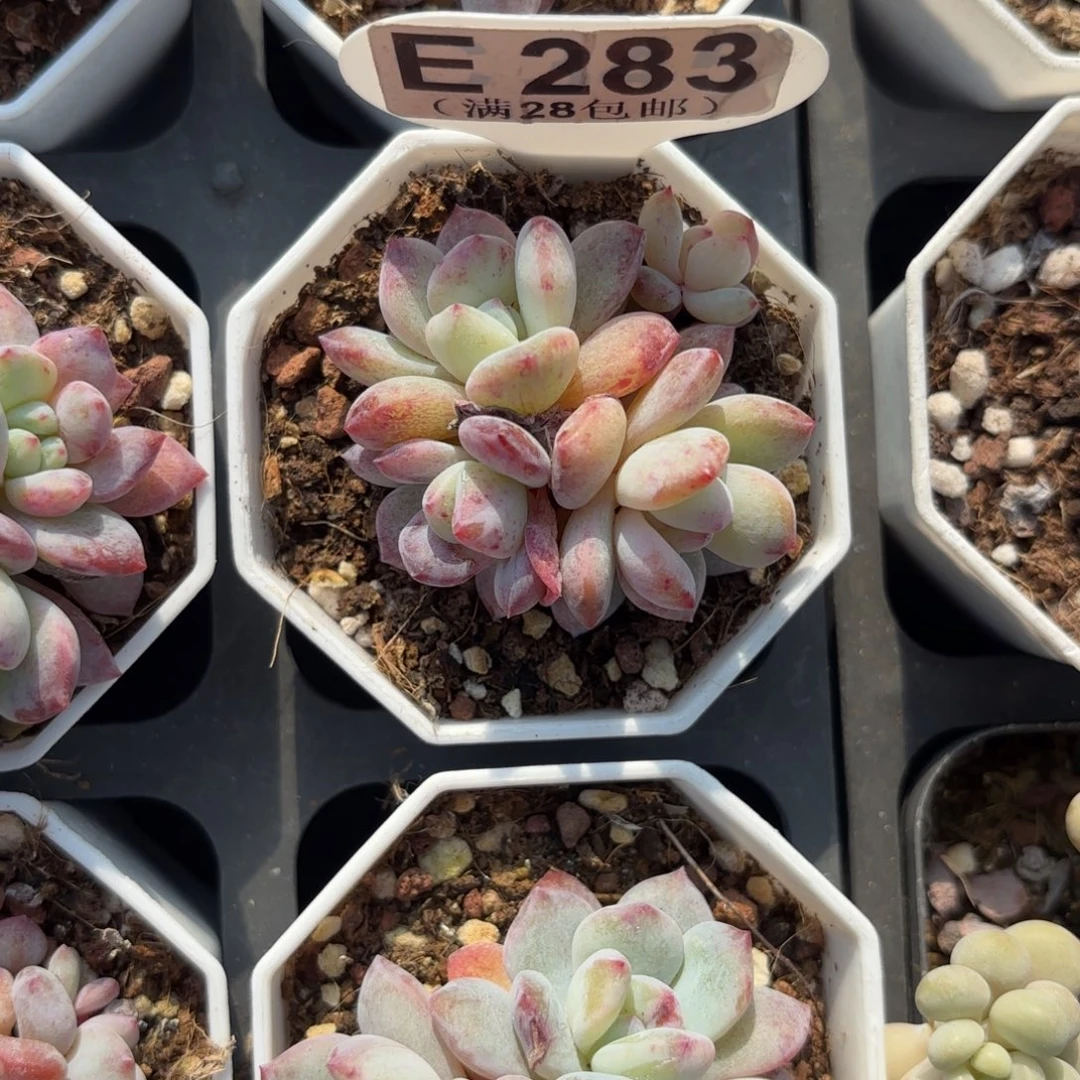 E283橙子石化一物语拍