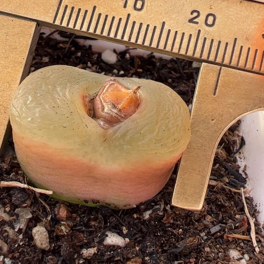 荔枝母本多肉植物百科