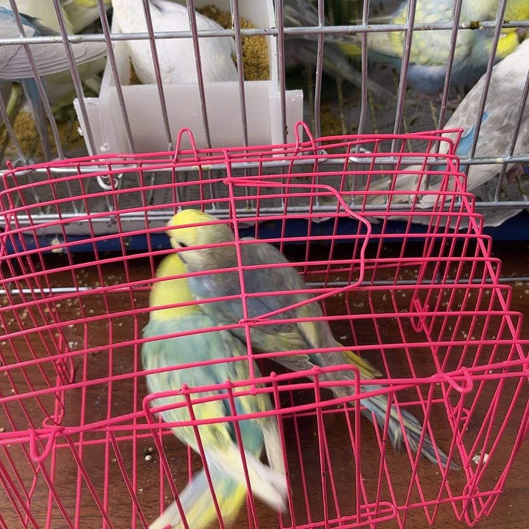 虎皮鹦鹉金彩鹦鹉