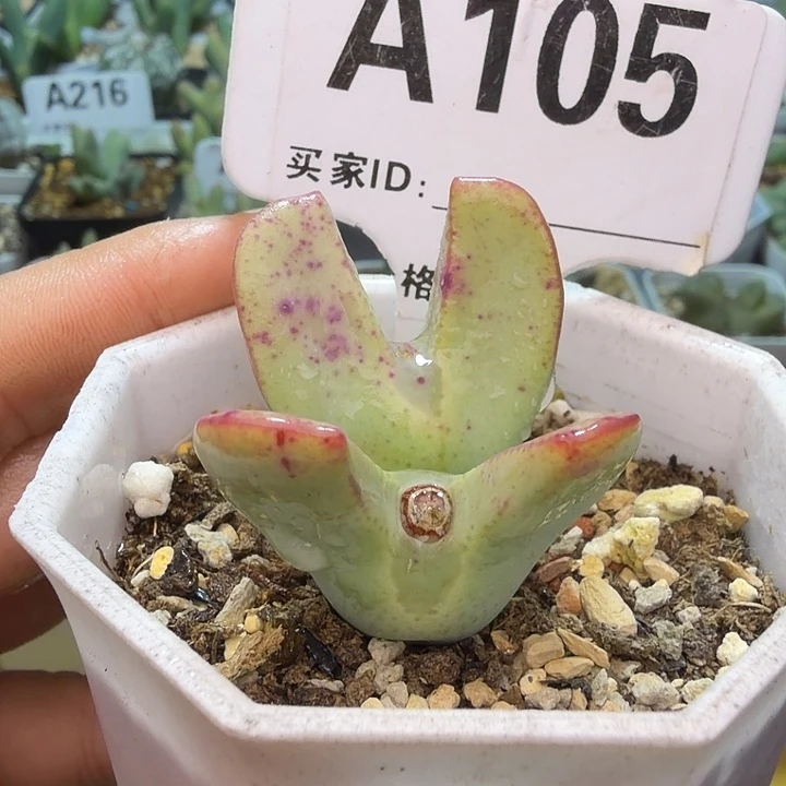 105。满38包邮肉锥