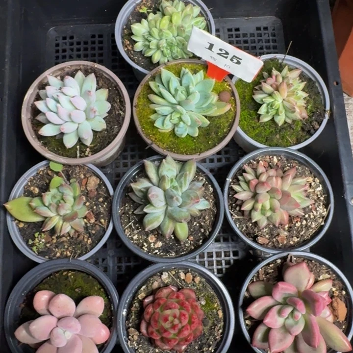 125多肉植物一物一拍