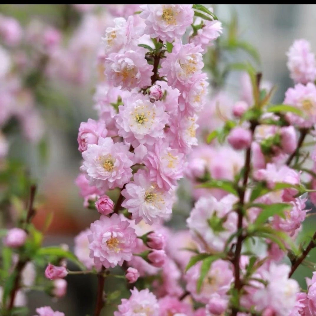 红花麦李 盆栽 珍珠李 爆花神器庭院别墅耐寒花卉绿植