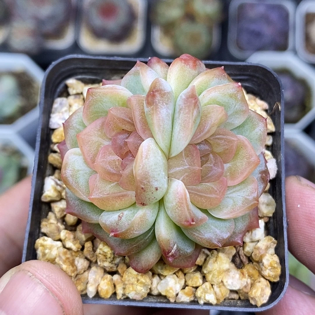 母本无尽灯双心5厘米盆