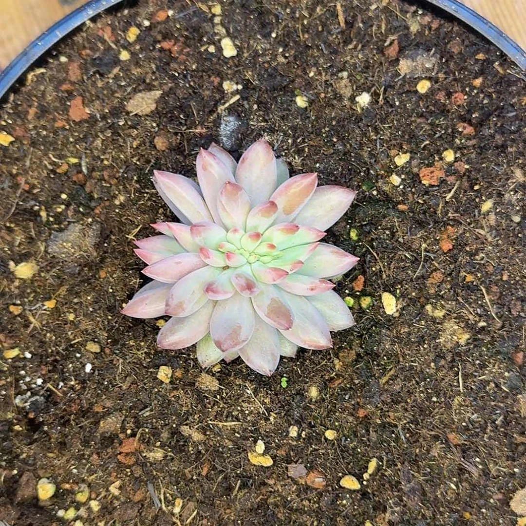 正版羽毛纹缀化叶插实生2号