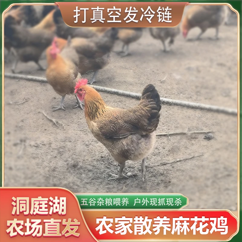 【麻花鸡】益阳农家农场生态散养鸡1年麻鸡肉质紧实+顺丰活鸡星星