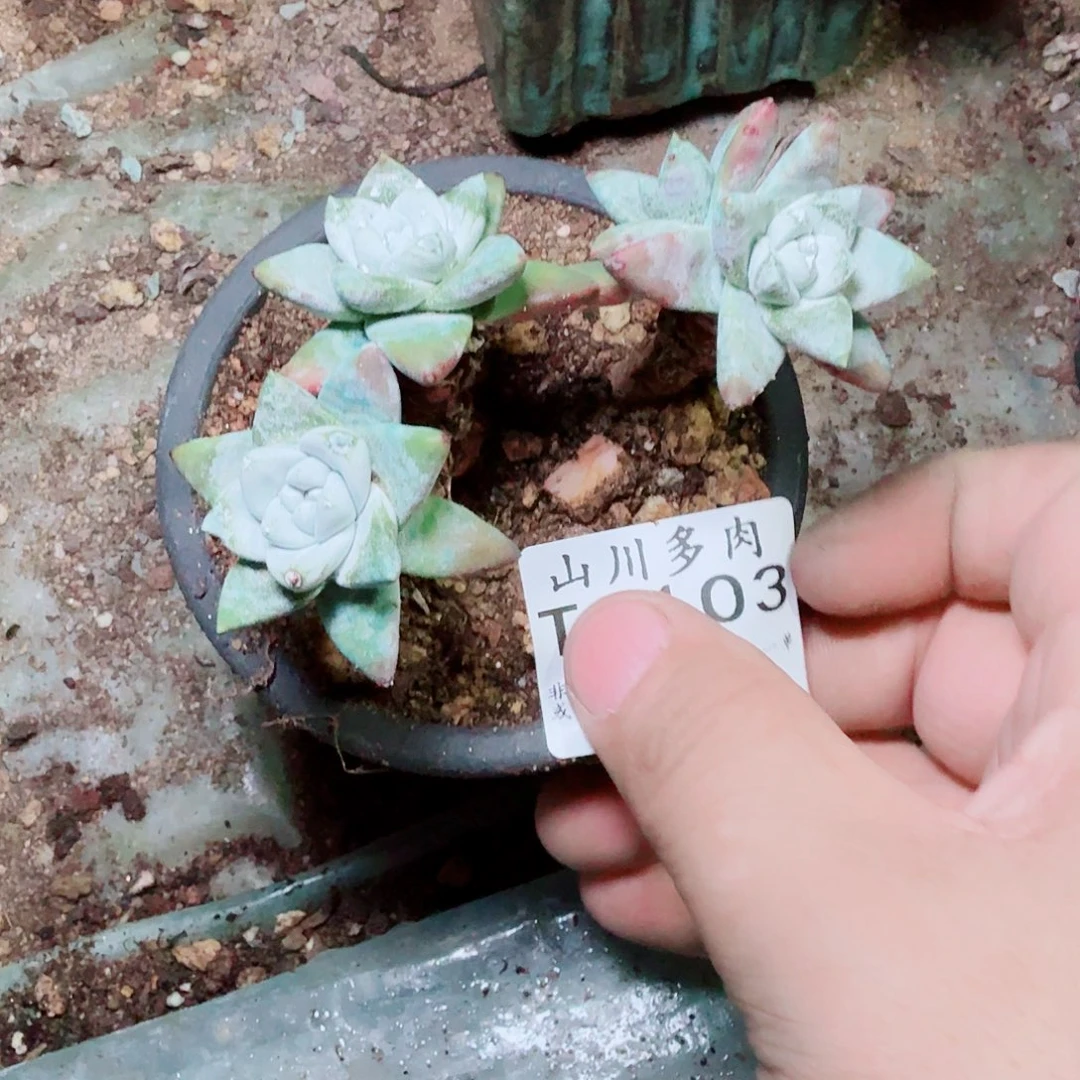 3103法瑞苹果叶多肉
